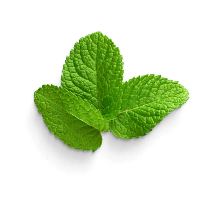 Menta