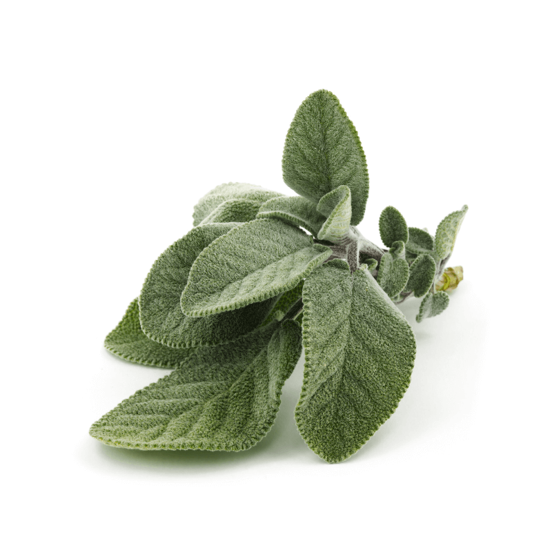 Salvia - immagine 2