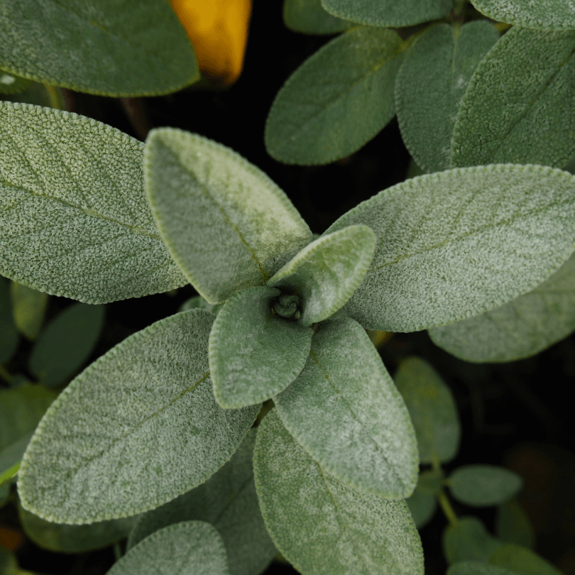 Salvia - immagine 6