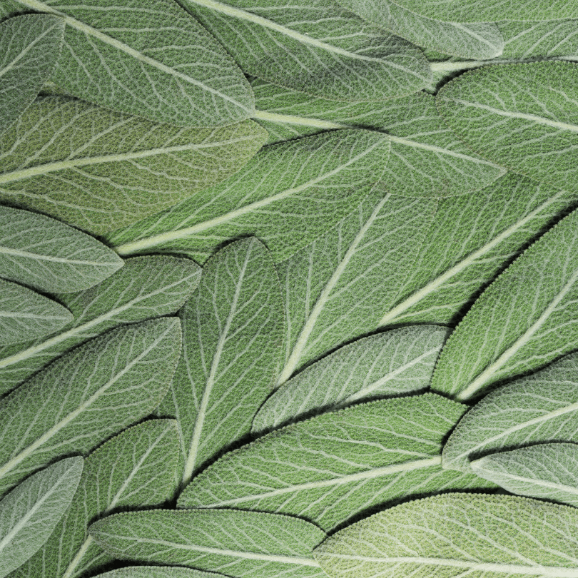 Salvia - immagine 7